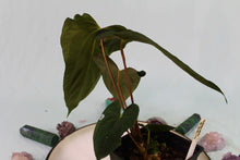 Load image into Gallery viewer, Anthurium Papillilaminum &#39;Fort Sherman&#39; x &#39;Ralph Lynam&#39; Exact Plant
