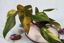 Load image into Gallery viewer, Variegated Philodendron Strawberry Shake, Exact Plant
