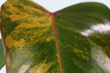 Load image into Gallery viewer, Variegated Philodendron Strawberry Shake, Exact Plant

