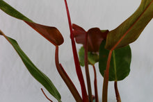 Load image into Gallery viewer, Philodendron Orange Marmelade, Exact Plant
