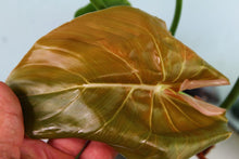 Load image into Gallery viewer, Philodendron Pastazanum, Exact Plant

