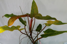 Load image into Gallery viewer, Philodendron Orange Marmelade, Exact Plant
