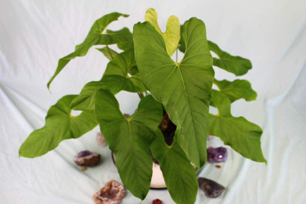 Anthurium Balaoanum 'Dussii', double plant pot, Exact Plant