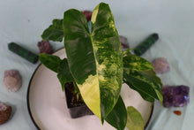 Load image into Gallery viewer, Variegated Philodendron Burle Marx, Exact Plant
