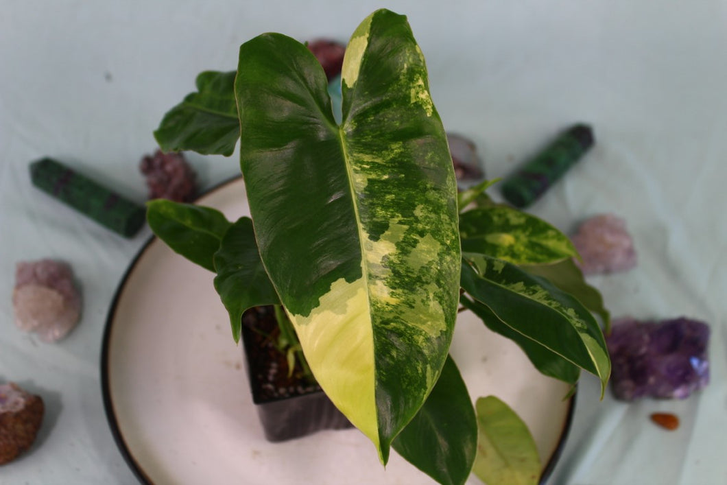 Variegated Philodendron Burle Marx, Exact Plant