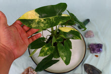 Load image into Gallery viewer, Variegated Philodendron Burle Marx, Exact Plant
