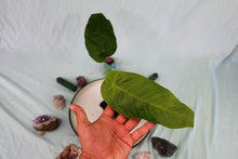 Load image into Gallery viewer, Anthurium Dolichostachyum Exact Plant
