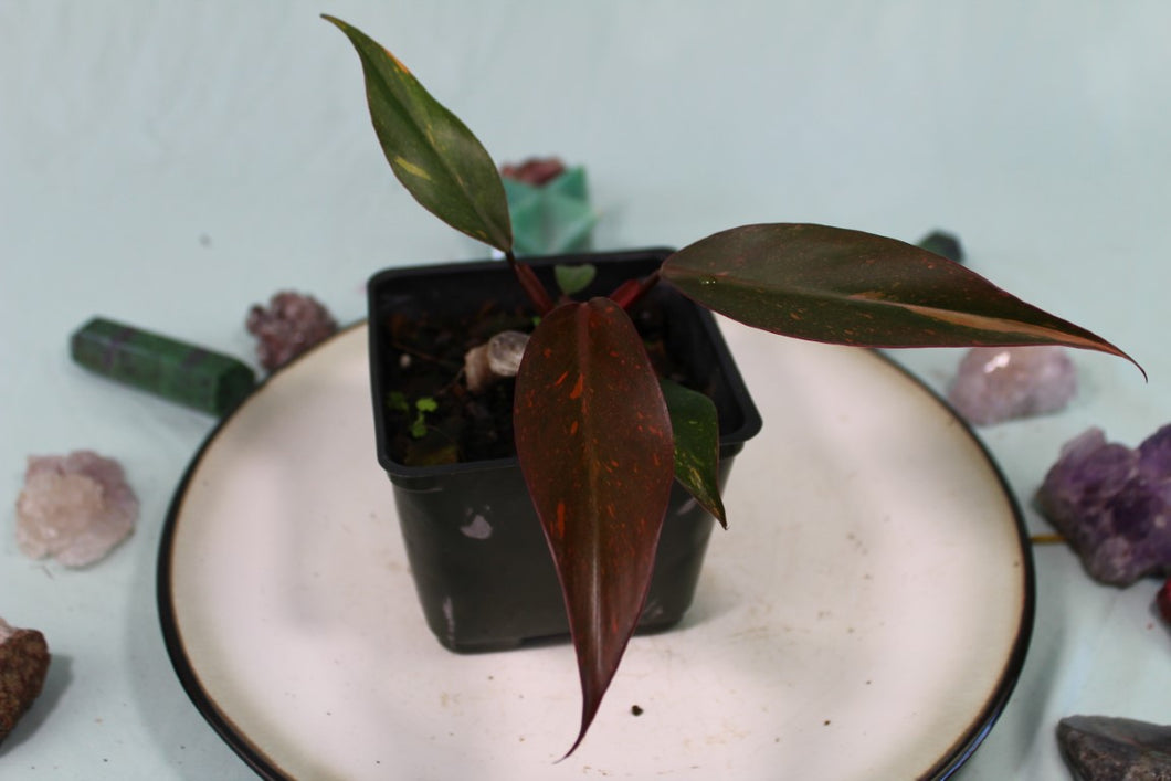 Variegated Philodendron Orange Princess, Exact Plant
