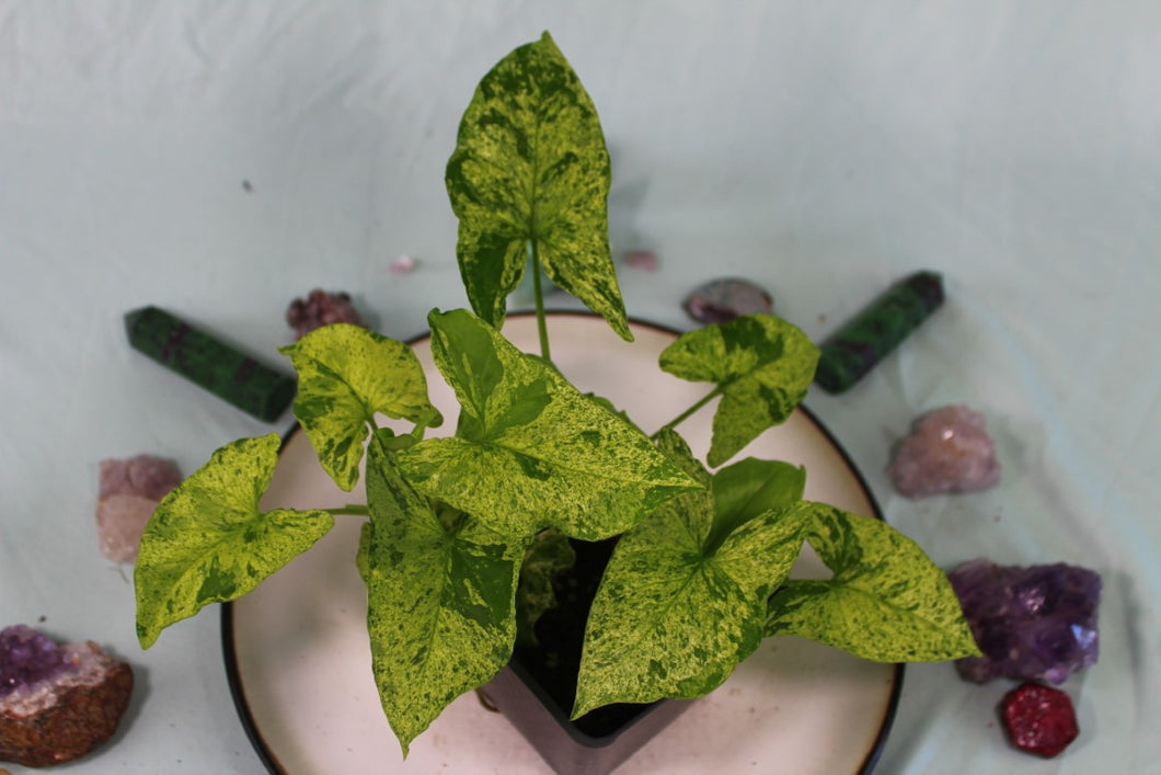 Variegated Syngonium Podophyllum Mojito, triple plant pot, Exact Plant