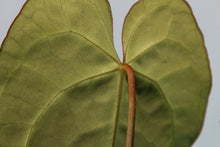 Load image into Gallery viewer, Anthurium Crystallinum, Exact Plant
