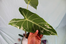 Load image into Gallery viewer, Alocasia Lowii medium-large, Exact Plant
