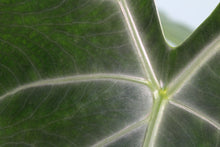 Load image into Gallery viewer, Alocasia Lowii medium-large, Exact Plant
