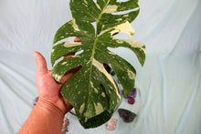 Load image into Gallery viewer, Variegated Monstera Thai Constellation, Not TC, Exact Plant

