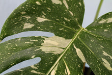 Load image into Gallery viewer, Variegated Monstera Thai Constellation, Not TC, Exact Plant

