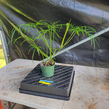 Load image into Gallery viewer, Philodendron Polypodioides, Exact Plant Ships Nationwide
