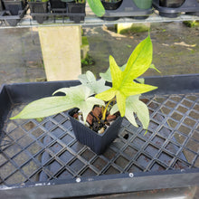 Load image into Gallery viewer, Philodendron Florida Ghost, Exact Plant Ships Nationwide
