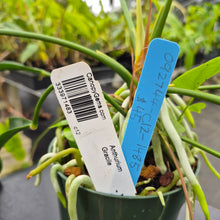 Load image into Gallery viewer, Anthurium Gracile, Exact Plant Ships Nationwide
