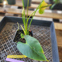 Load image into Gallery viewer, Anthurium Peppermint Splash, Shibori AFF, speckled ,Exact Plant Ships Nationwide
