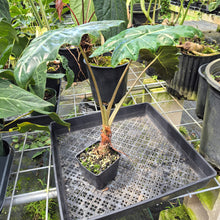 Load image into Gallery viewer, Alocasia Psuedosanderiana exact plant, Fedex 2day*
