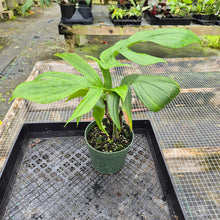 Load image into Gallery viewer, Rhaphidophora Decursiva, Exact Plant Ships Nationwide
