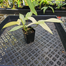Load image into Gallery viewer, Philodendron Florida Ghost, Exact Plant Ships Nationwide
