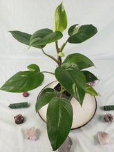 Load image into Gallery viewer, Philodendron White Princess, Exact Plant Variegated
