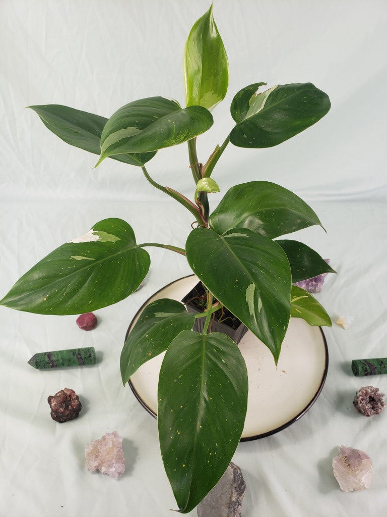 Philodendron White Princess, Exact Plant Variegated