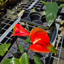Load image into Gallery viewer, Anthurium Tropic Sunrise Bicolor Obake 2DayAir
