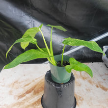 Load image into Gallery viewer, Philodendron Jose Buono, Exact Plant Variegated Ships Nationwide
