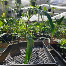 Load image into Gallery viewer, Philodendron Holtonianum, Exact Plant Ships Nationwide
