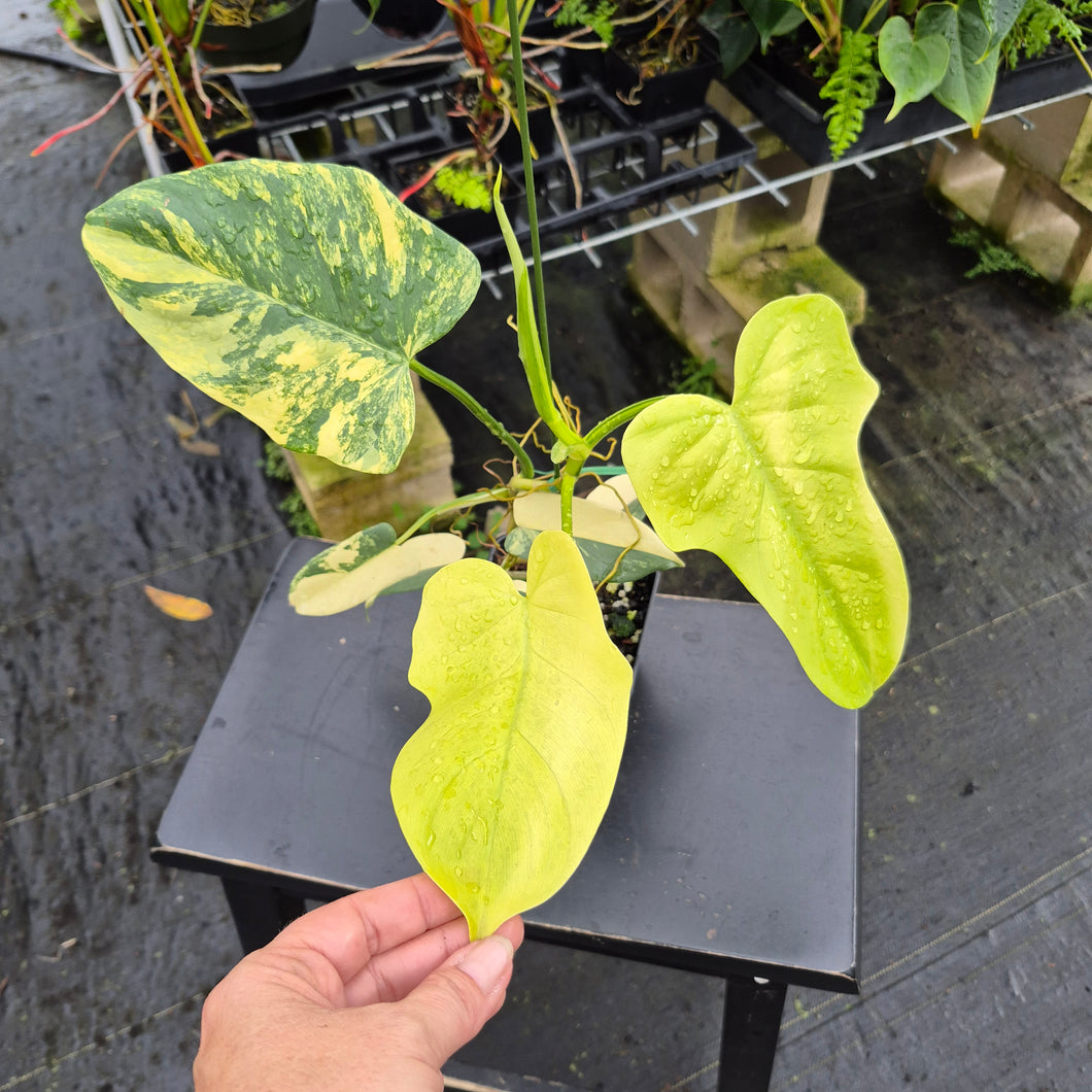 Philodendron Bipennifolium, Exact Plant Variegated Ships Nationwide