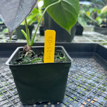 Load image into Gallery viewer, Anthurium Moodeanum, Exact Plant
