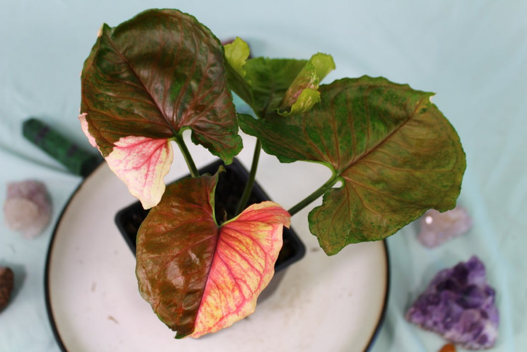 Variegated Syngonium Strawberry Ice Galaxy Exact Plant