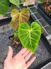 Load image into Gallery viewer, Philodendron Verrucosum Melon 4" pot, Fedex 2day*

