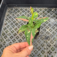 Load image into Gallery viewer, Syngonium Red Spot Tricolor Variegated exact plant, Fedex 2day*
