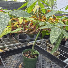 Load image into Gallery viewer, Pachira Aquatica Money Tree, Exact Plant Variegated Ships Nationwide
