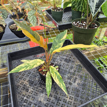 Load image into Gallery viewer, Philodendron Caramel Marble, Exact Plant Variegated Ships Nationwide
