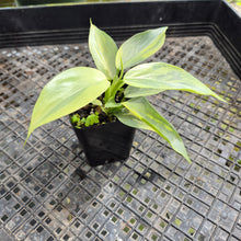 Load image into Gallery viewer, Philodendron Hastatum Silver Sword, Exact Plant Variegated Ships Nationwide
