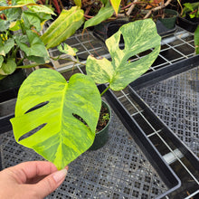 Load image into Gallery viewer, Monstera Borsigiana Aurea, Exact Plant Variegated Ships Nationwide

