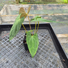 Load image into Gallery viewer, Anthurium Papillilaminum Fort Sherman X Ralph Lynam, Exact Plant Ship Nationwide
