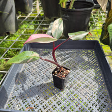 Load image into Gallery viewer, Philodendron Pink Princess, Exact Plant Variegated Ships Nationwide
