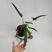 Load image into Gallery viewer, Philodendron Holtonianum, Exact Plant
