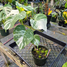 Load image into Gallery viewer, Monstera Borsigiana Albo Deliciosa, Exact Plant Variegated
