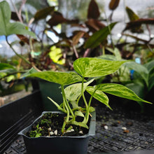 Load image into Gallery viewer, Philodendron Hederaceum, Heart Leaf, Exact Plant Variegated 2&#39;&#39; pot Ships Nationwide
