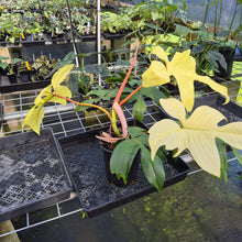 Load image into Gallery viewer, Philodendron Florida Ghost exact plant, Fedex 2day*
