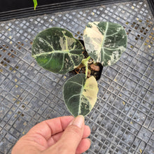Load image into Gallery viewer, Alocasia Black Velvet Pink variegated 2.5" pot, Fedex 2day*
