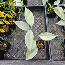 Load image into Gallery viewer, Philodendron Hastatum Silver Sword, Exact Plant Variegated Ships Nationwide
