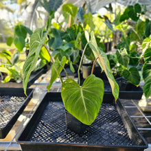 Load image into Gallery viewer, Philodendron Gloriosum, Pink Veined Back, Exact Plant Ships Nationwide
