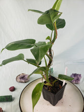 Load image into Gallery viewer, Philodendron White Princess, Exact Plant Variegated
