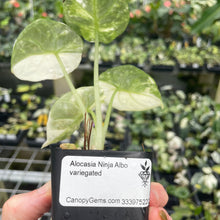 Load image into Gallery viewer, Alocasia Ninja Albo, Variegated 2.5" pot, Fedex 2day*
